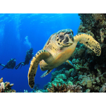 VIP Yacht Cruise Galalpagos Islands 